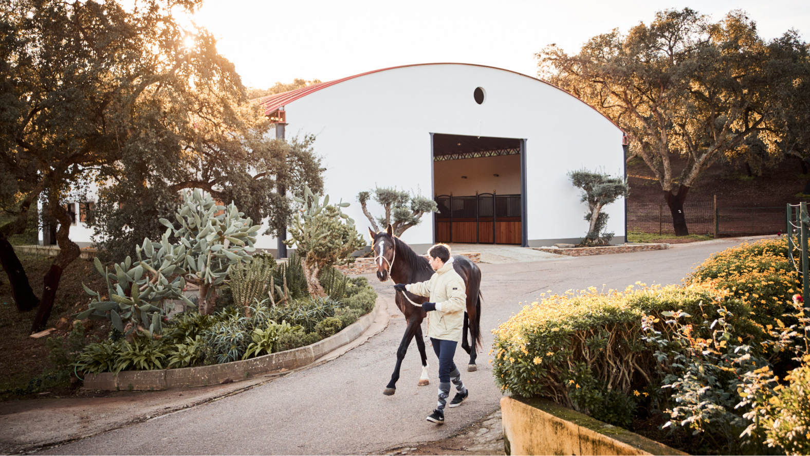 Élevage de chevaux lusitaniens Portugal - Jupiter Classical Dressage