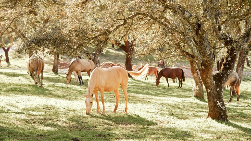 Lusitano Horse Breeding Portugal - Jupiter Classical Dressage