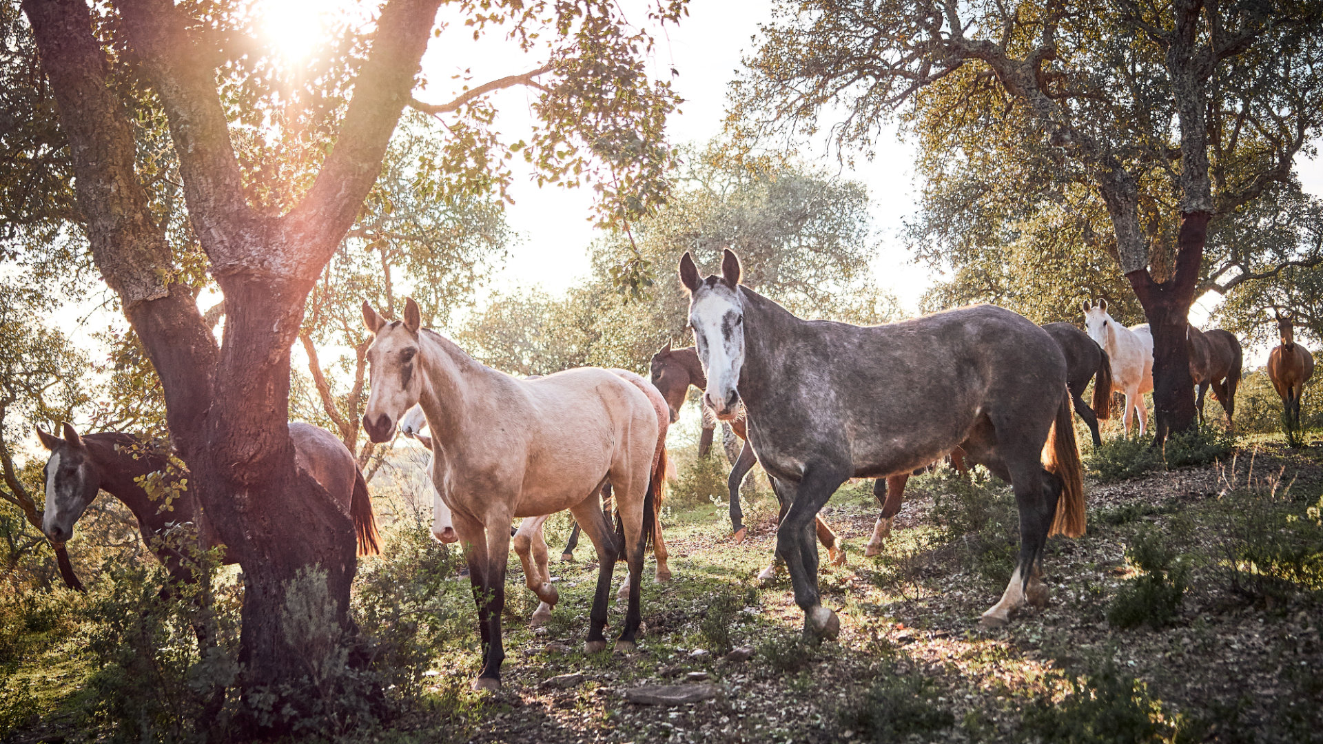 Élevage de chevaux lusitaniens Portugal - Jupiter Classical Dressage