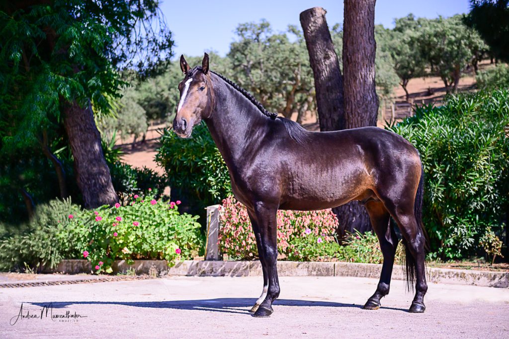 Quarim stallion Jupiter Classical Dressage horse breeding horse for sale Lusitano