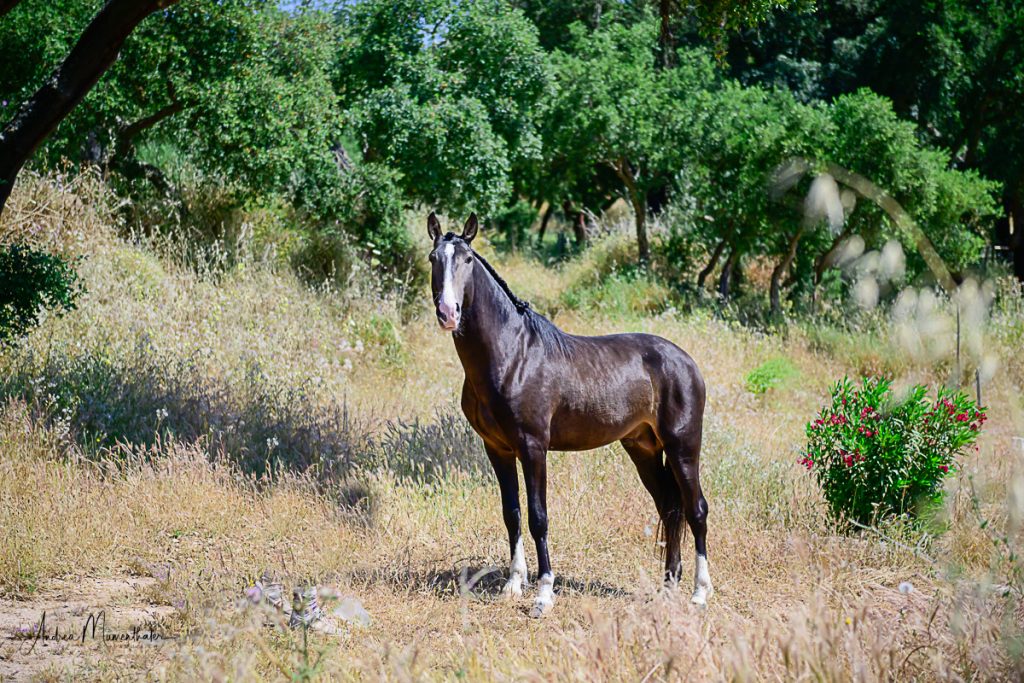 Querido Hengst Jupiter Classical Dressage Pferdezucht Verkaufspferd Lusitano