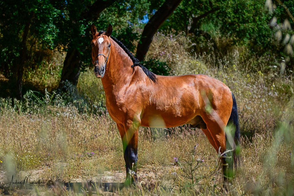 Querioz garanhão Júpiter Clássico Dressage cavalo reprodutor cavalo para venda Lusitano