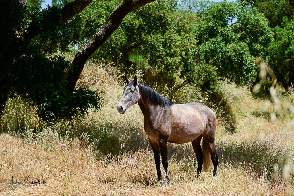 PIARA Stute Jupiter Classical Dressage Pferdezucht Verkaufspferd Foto Lusitano