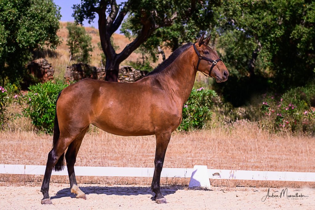 PAFIA mare Jupiter Classical Dressage horse breeding horse for sale photo Lusitano 1