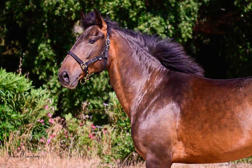 Égua OLSA Júpiter Clássica Dressage cavalo de criação cavalo para venda foto Lusitano foto 3