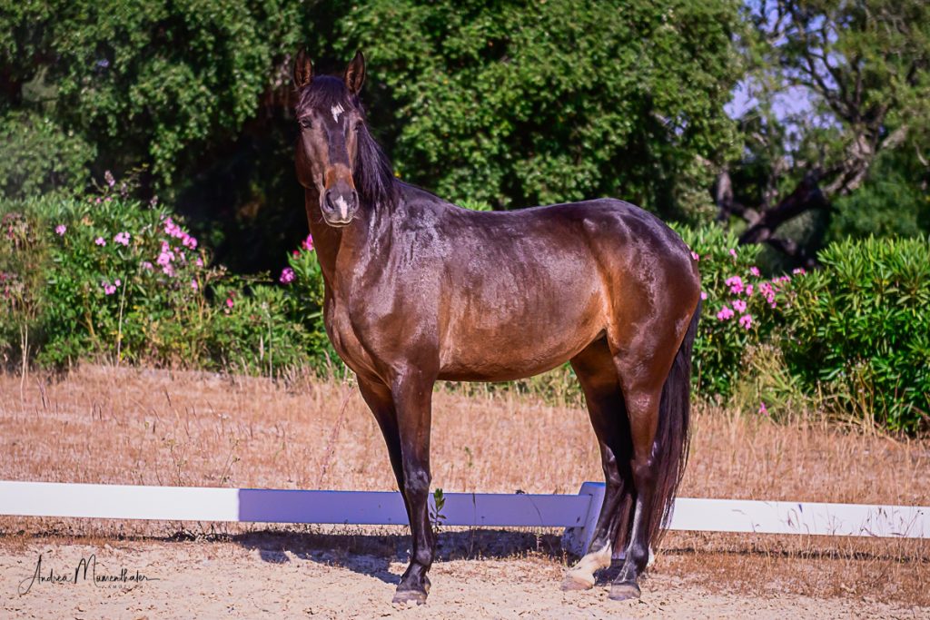 PAINHA Jupiter Clássico Dressage cavalo de criação cavalo para venda foto Lusitano foto 4