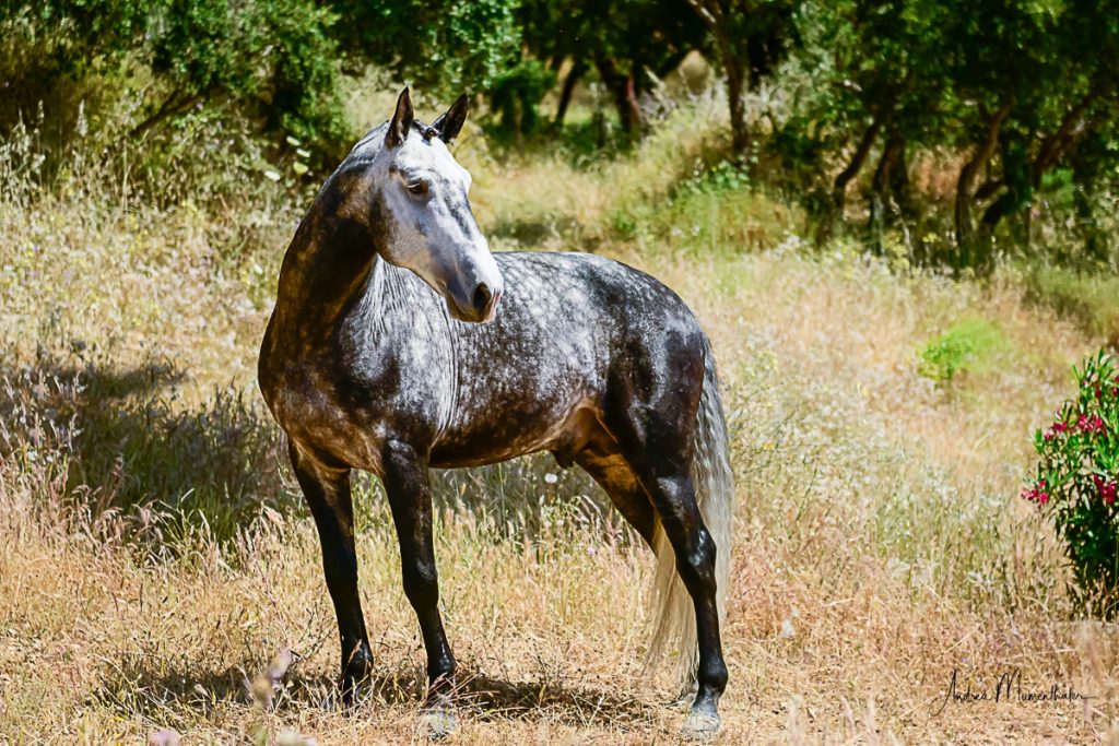 PIFO stallion Jupiter Classical Dressage horse breeding horse for sale Lusitano photo 2