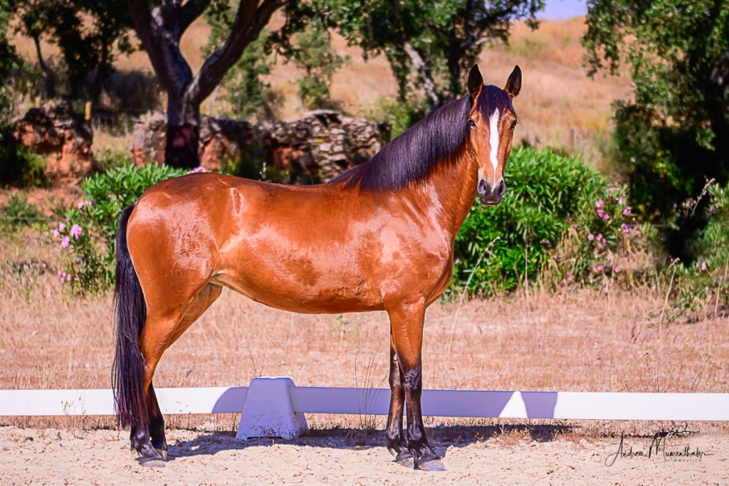 PIRIQUITA mare Jupiter Classical Dressage horse breeding horse for sale photo Lusitano photo 7