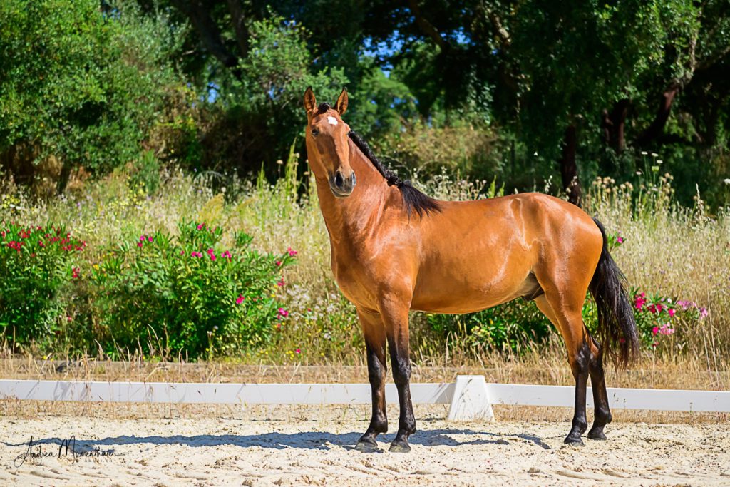 QUARESMA stallion Jupiter Classical Dressage horse breeding horse for sale photo Lusitano photo 6