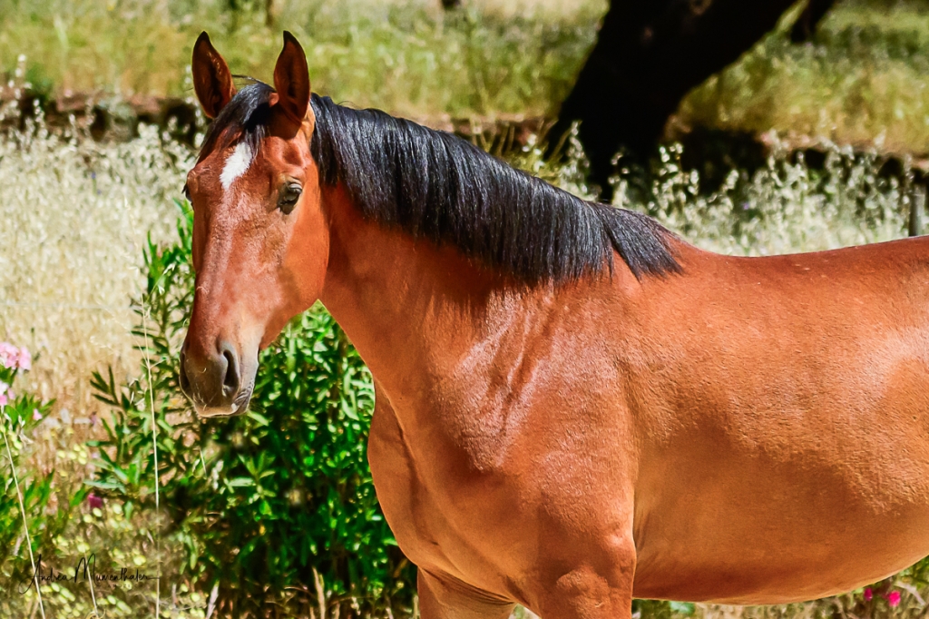 QUEZALI égua Júpiter Clássica Dressage cavalo de criação cavalo para venda Lusitano foto 2