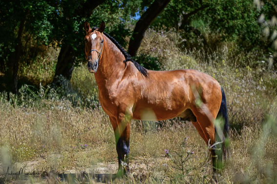 Jupiter Classical Dressage Lusitano Pferdezucht Portugal Lusitanos