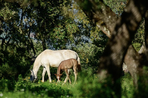 Jupiter Classical Dressage Pferdezucht Portugal Lusitano Lusitanos