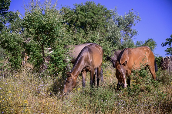 Jupiter Classical Dressage Lusitano Pferdezucht Portugal Lusitanos